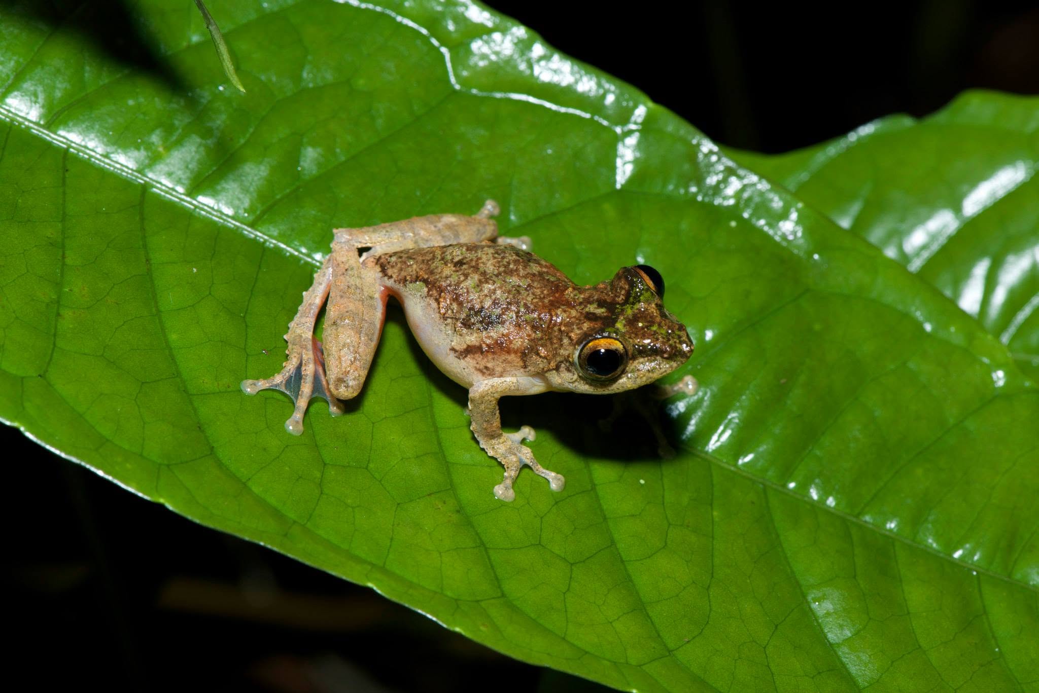 Frilled Tree Frog — Borneo wildlife, book, free download, jungle tour, frog, herp tour