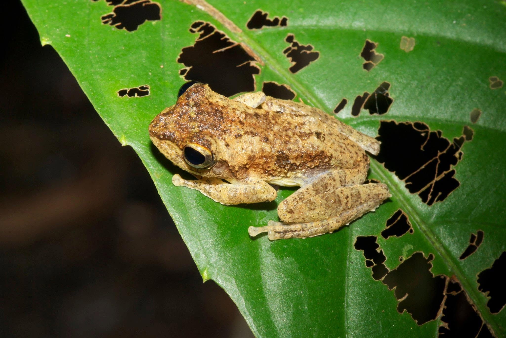 Frilled Tree Frog — Borneo wildlife, book, free download, jungle tour, frog, herp tour