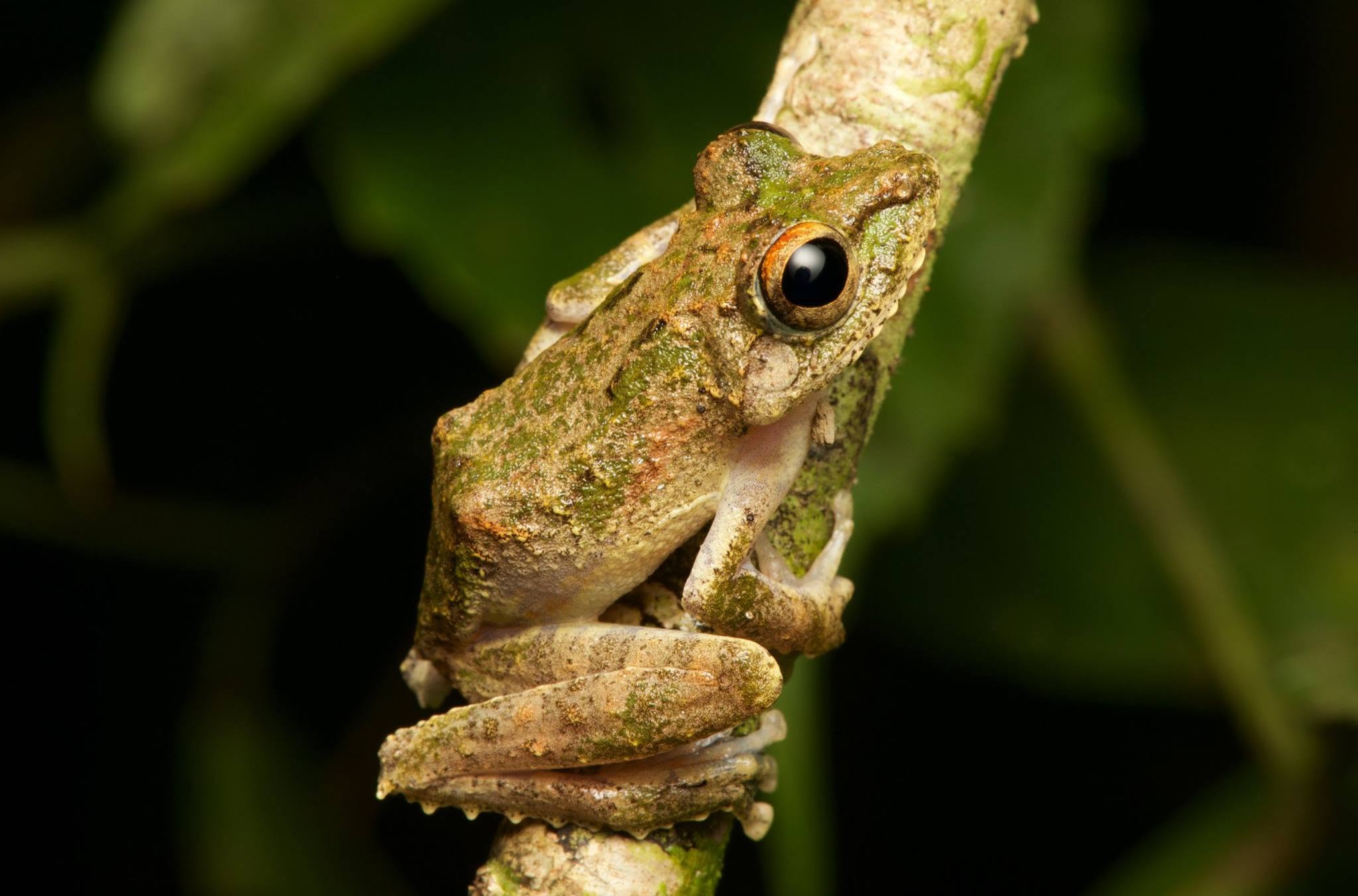 Frilled Tree Frog — Borneo wildlife, book, free download, jungle tour, frog, herp tour