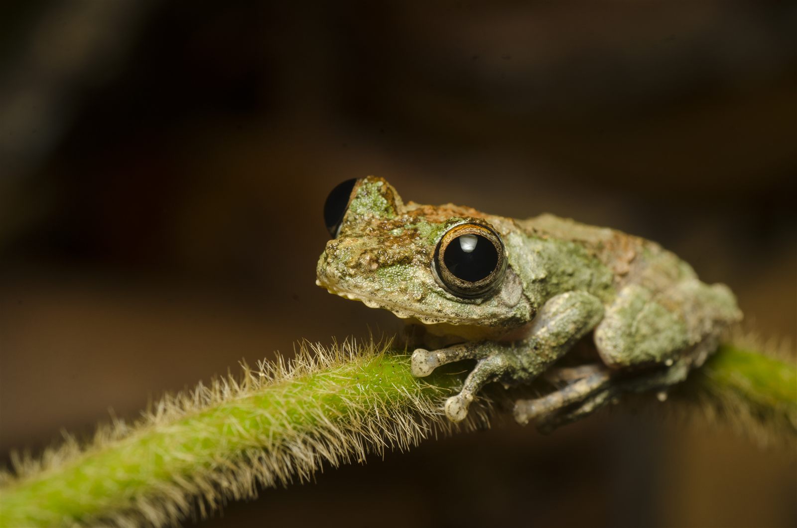 Frilled Tree Frog — Borneo wildlife, book, free download, jungle tour, frog, herp tour