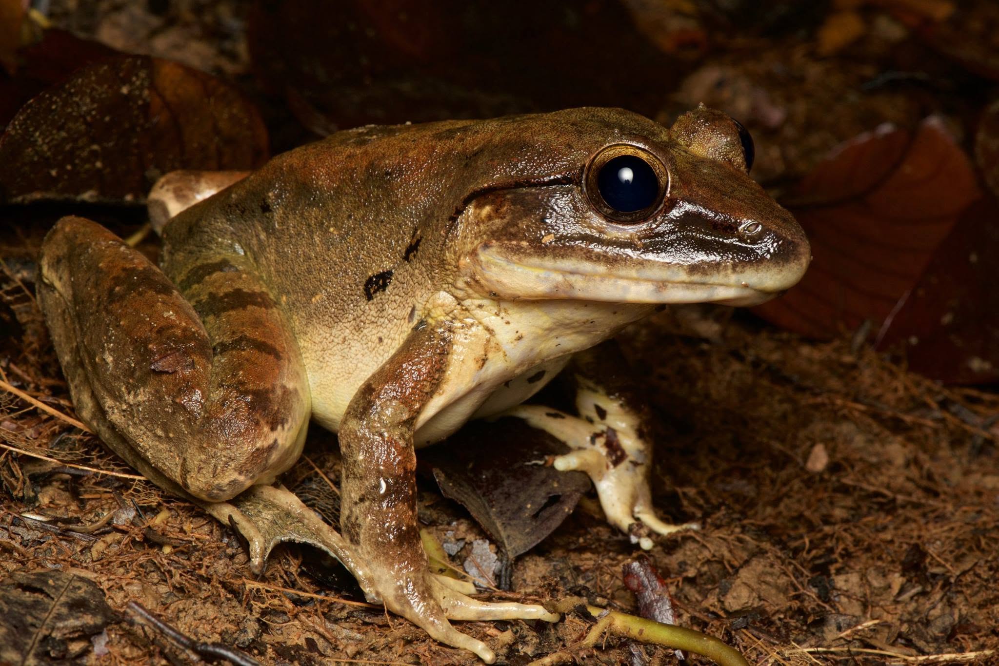 Giant River Frog — Borneo wildlife, book, free download, jungle tour, frog, herp tour
