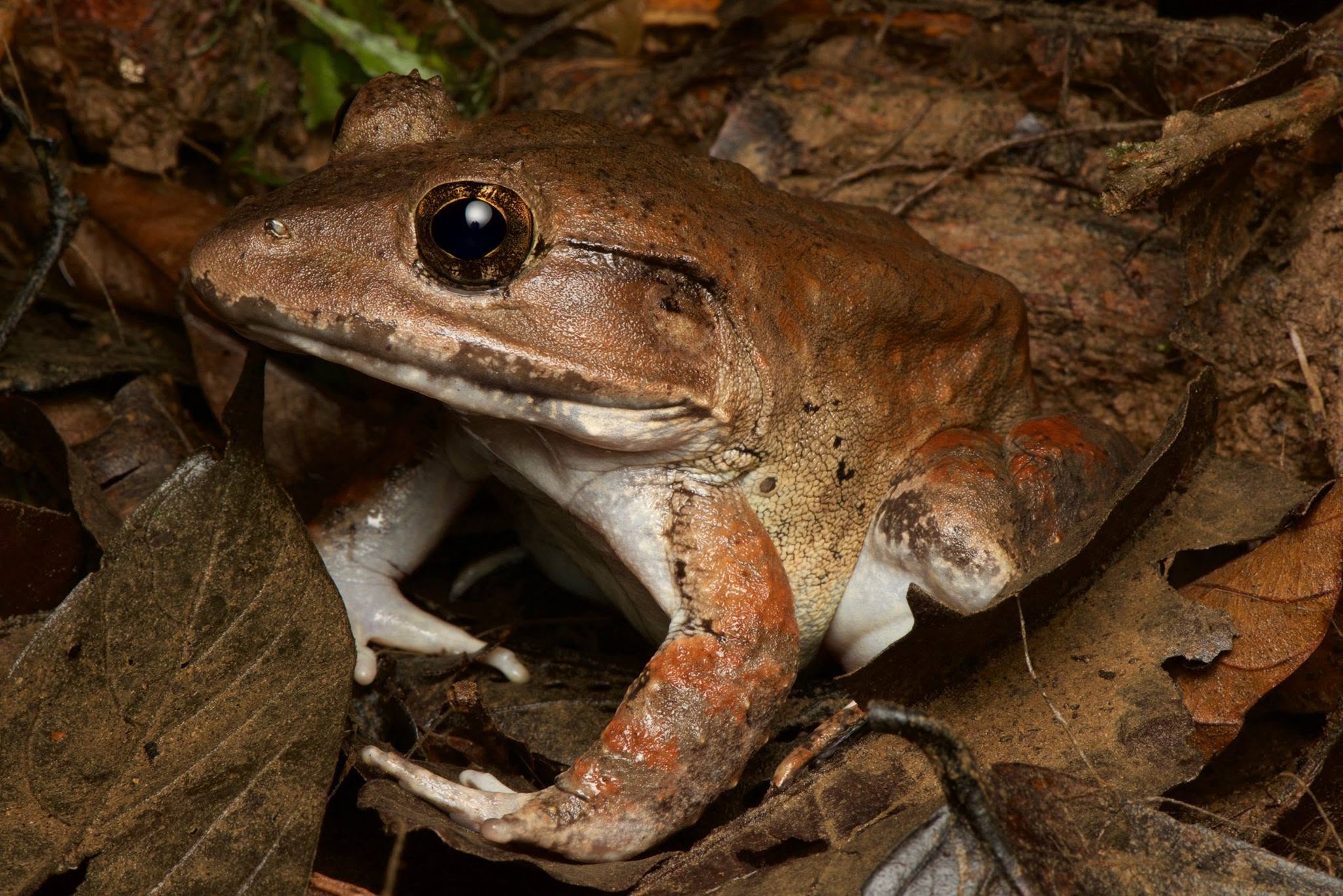 Giant River Frog — Borneo wildlife, book, free download, jungle tour, frog, herp tour