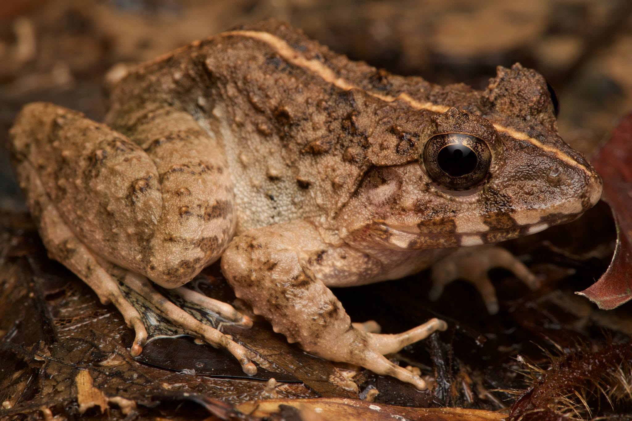 Giant River Frog — Borneo wildlife, book, free download, jungle tour, frog, herp tour