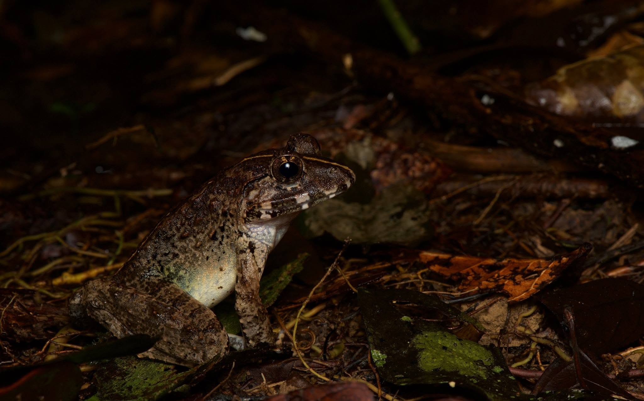 Giant River Frog — Borneo wildlife, book, free download, jungle tour, frog, herp tour