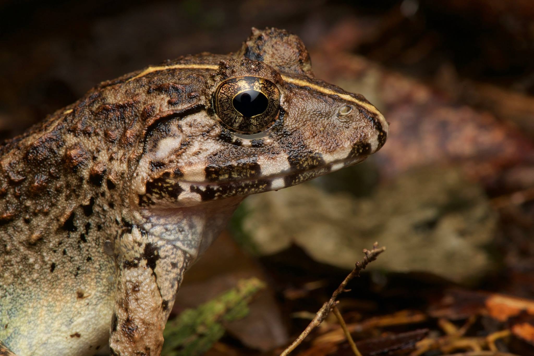 Giant River Frog — Borneo wildlife, book, free download, jungle tour, frog, herp tour