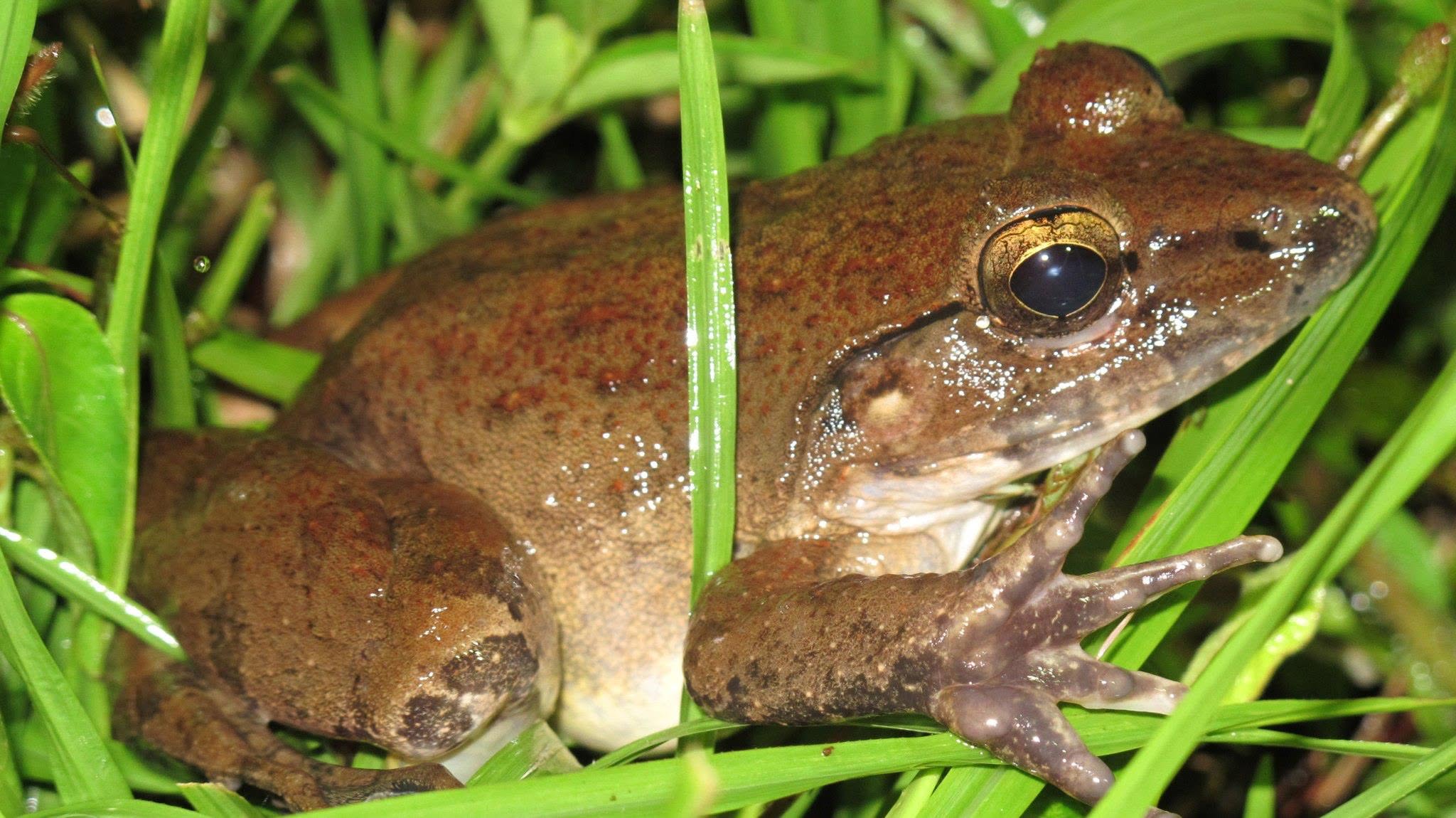 Giant River Frog — Borneo wildlife, book, free download, jungle tour, frog, herp tour