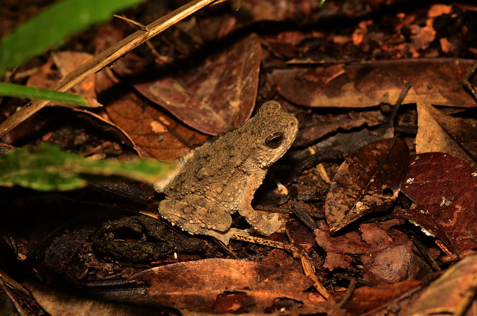 Giant River Toad — Borneo wildlife, book, free download, jungle tour, frog, herp tour