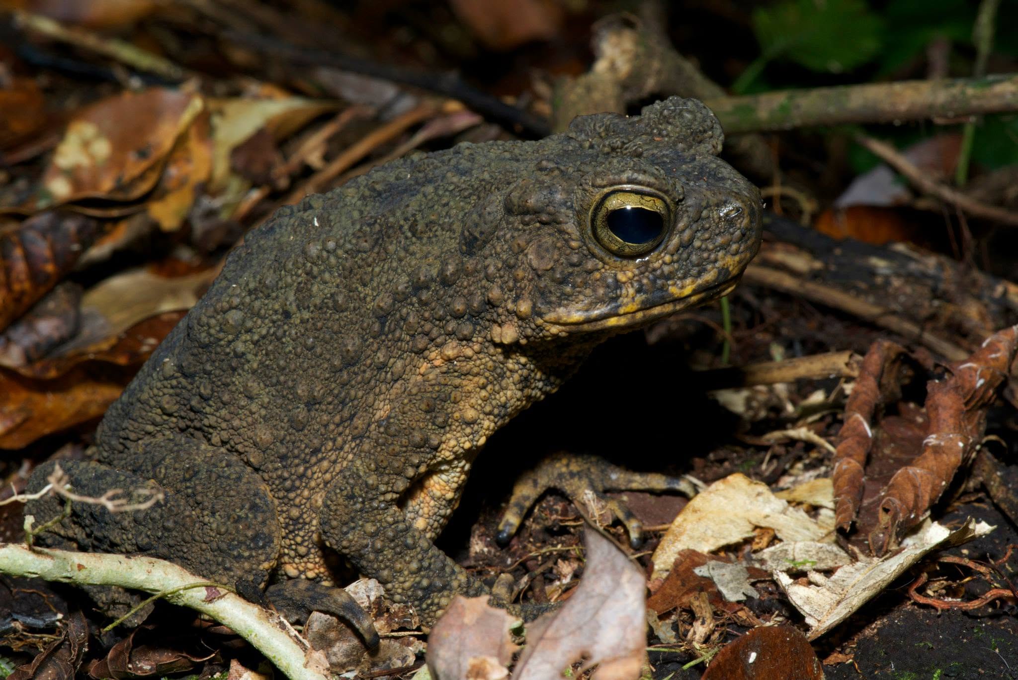 Giant River Toad — Borneo wildlife, book, free download, jungle tour, frog, herp tour