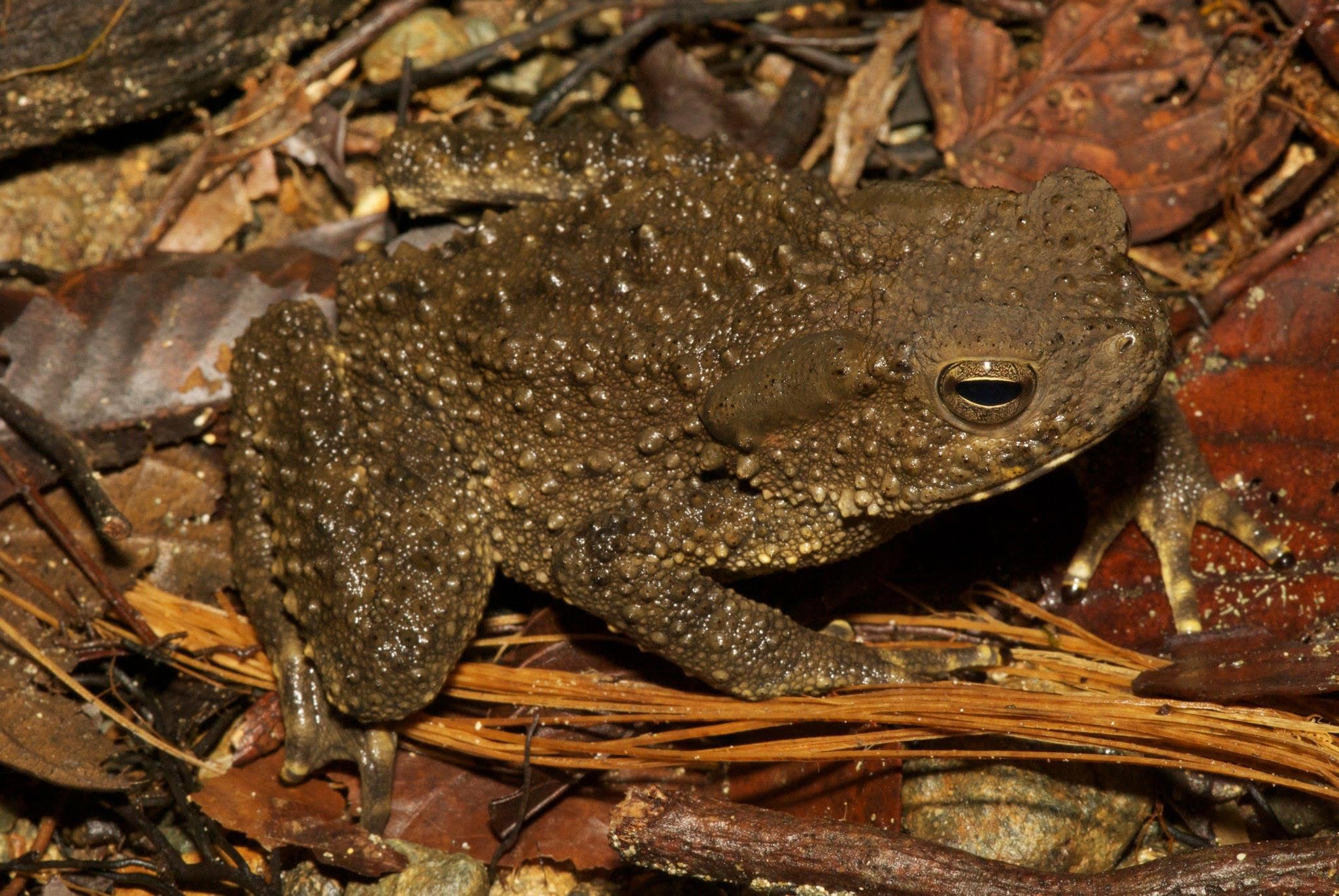 Giant River Toad — Borneo wildlife, book, free download, jungle tour, frog, herp tour
