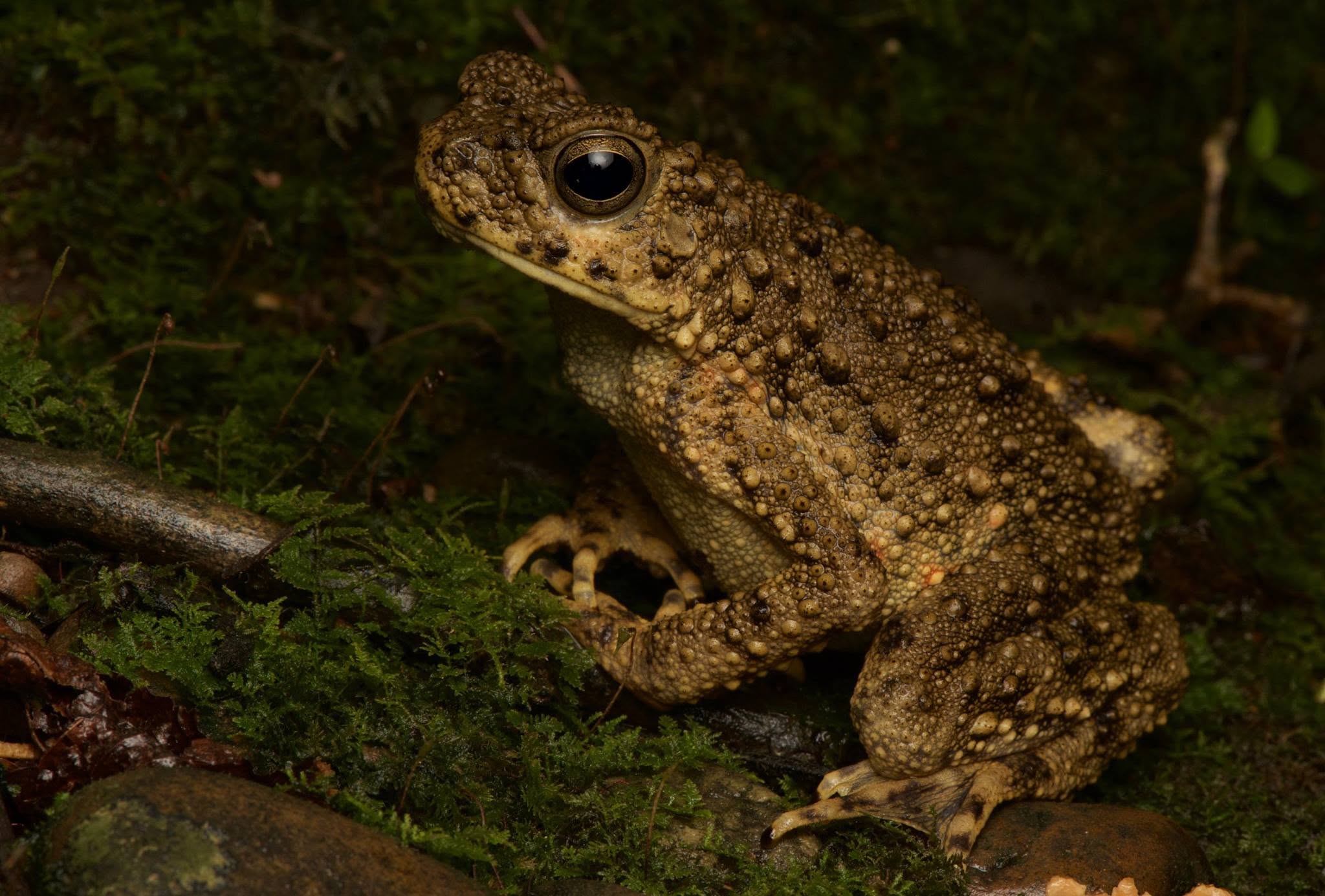 Giant River Toad — Borneo wildlife, book, free download, jungle tour, frog, herp tour