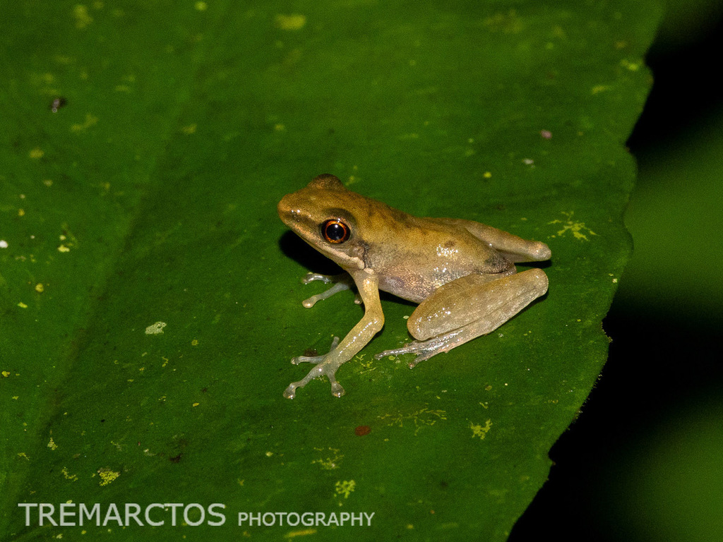 Golden-backed Frog (sp.) — Borneo wildlife, book, free download, jungle tour, frog, herp tour