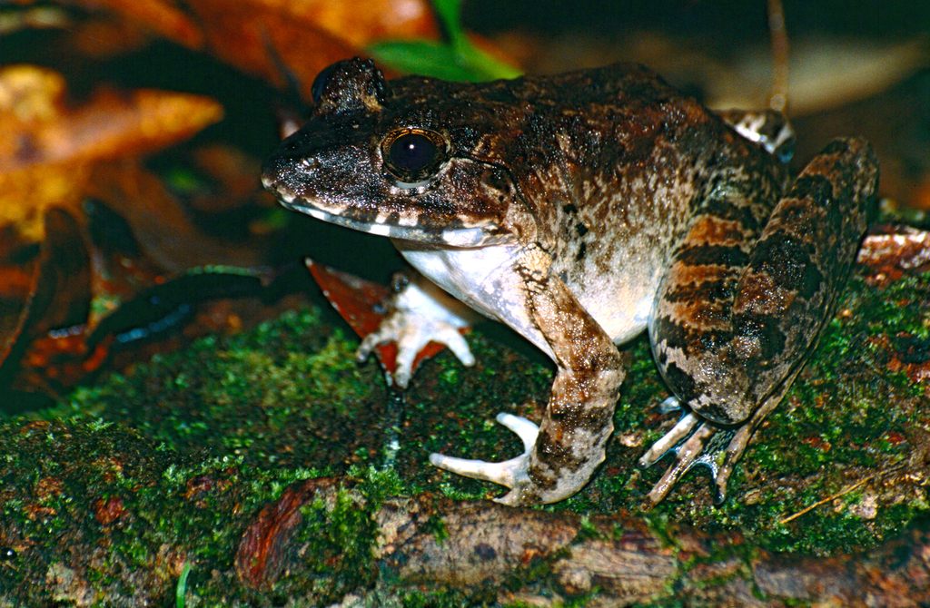 Greater Swamp Frog — Borneo wildlife, book, free download, jungle tour, frog, herp tour