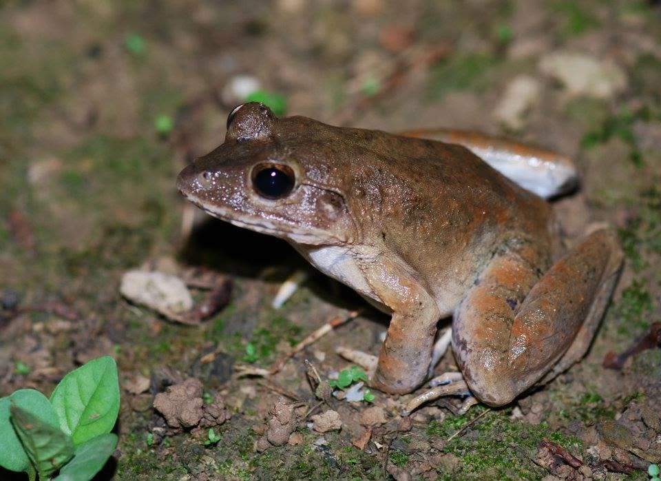 Greater Swamp Frog — Borneo wildlife, book, free download, jungle tour, frog, herp tour