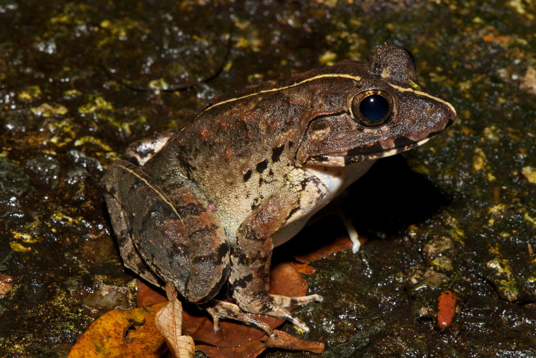 Greater Swamp Frog — Borneo wildlife, book, free download, jungle tour, frog, herp tour