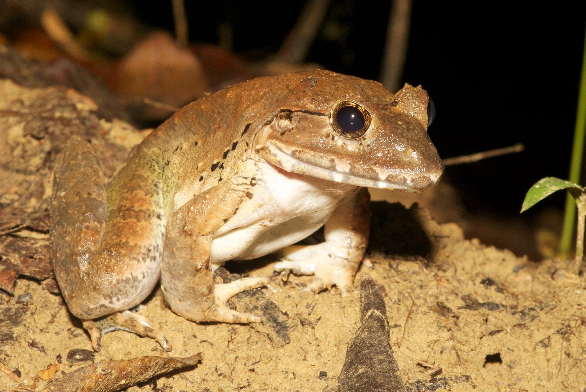 Greater Swamp Frog — Borneo wildlife, book, free download, jungle tour, frog, herp tour