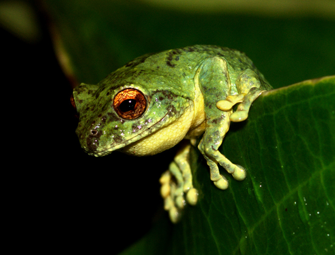 Green Bush Frog — Borneo wildlife, book, free download, jungle tour, frog, herp tour