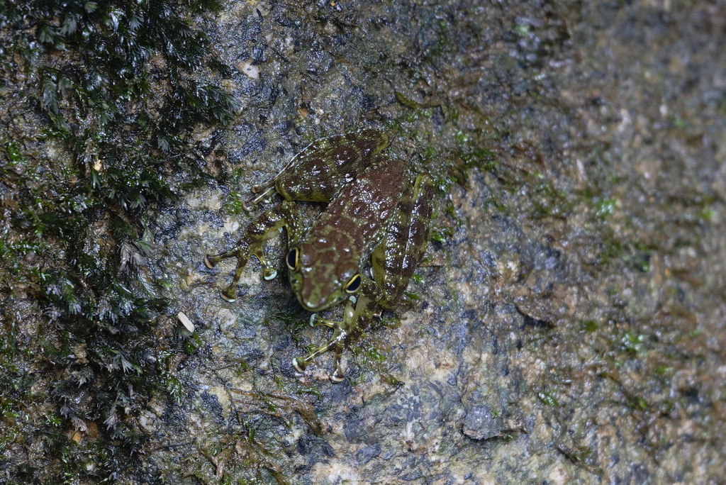 Green Spotted Rock Frog — Borneo wildlife, book, free download, jungle tour, frog, herp tour