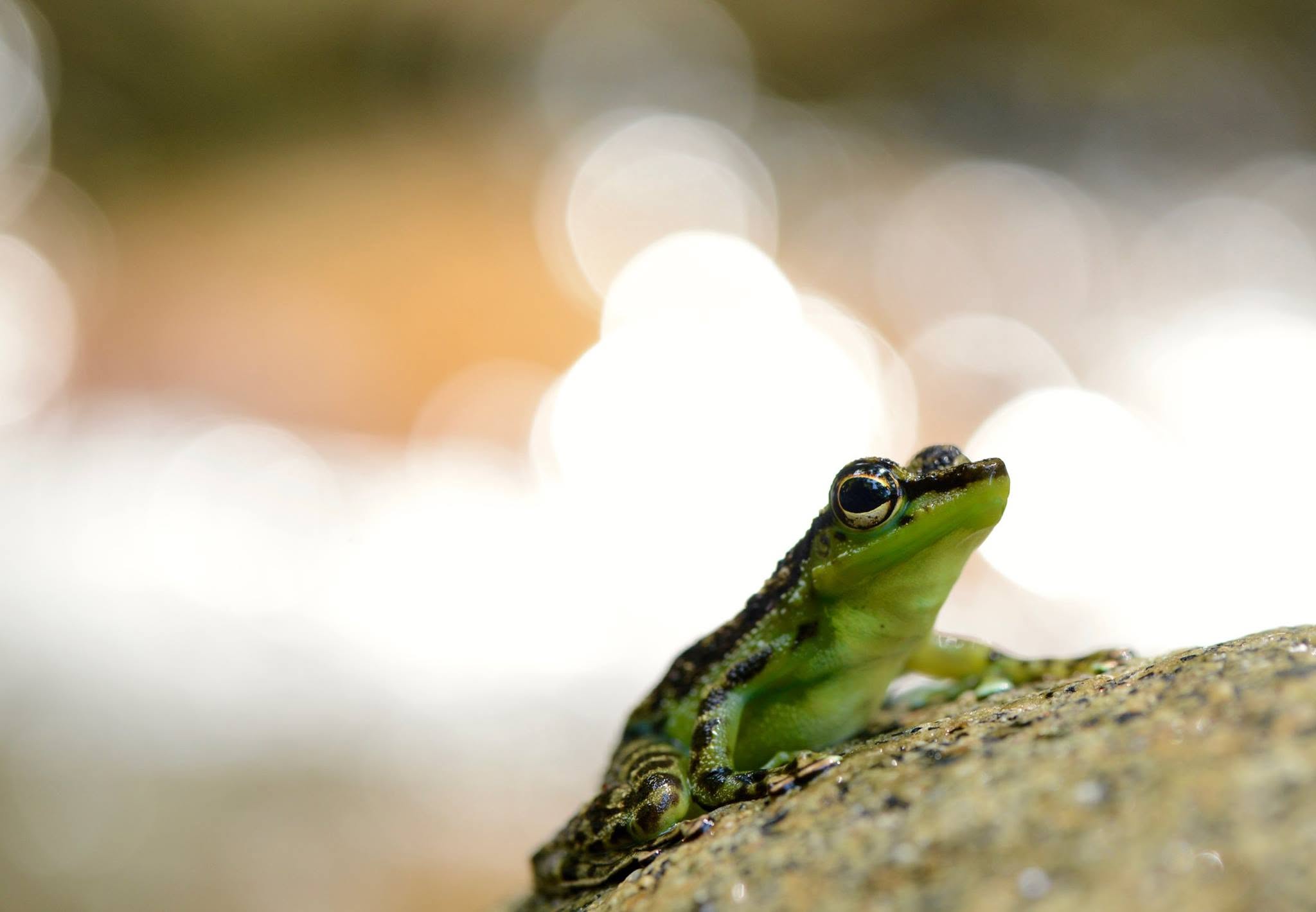 Green Spotted Rock Frog — Borneo wildlife, book, free download, jungle tour, frog, herp tour