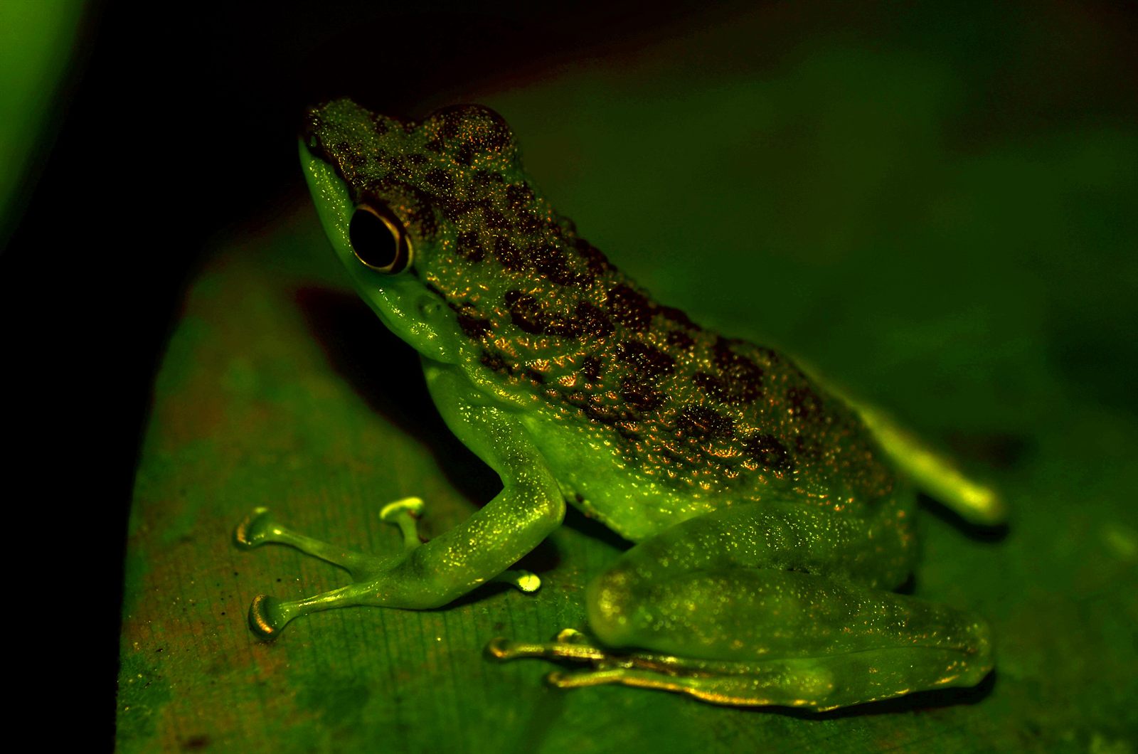 Green Spotted Rock Frog — Borneo wildlife, book, free download, jungle tour, frog, herp tour