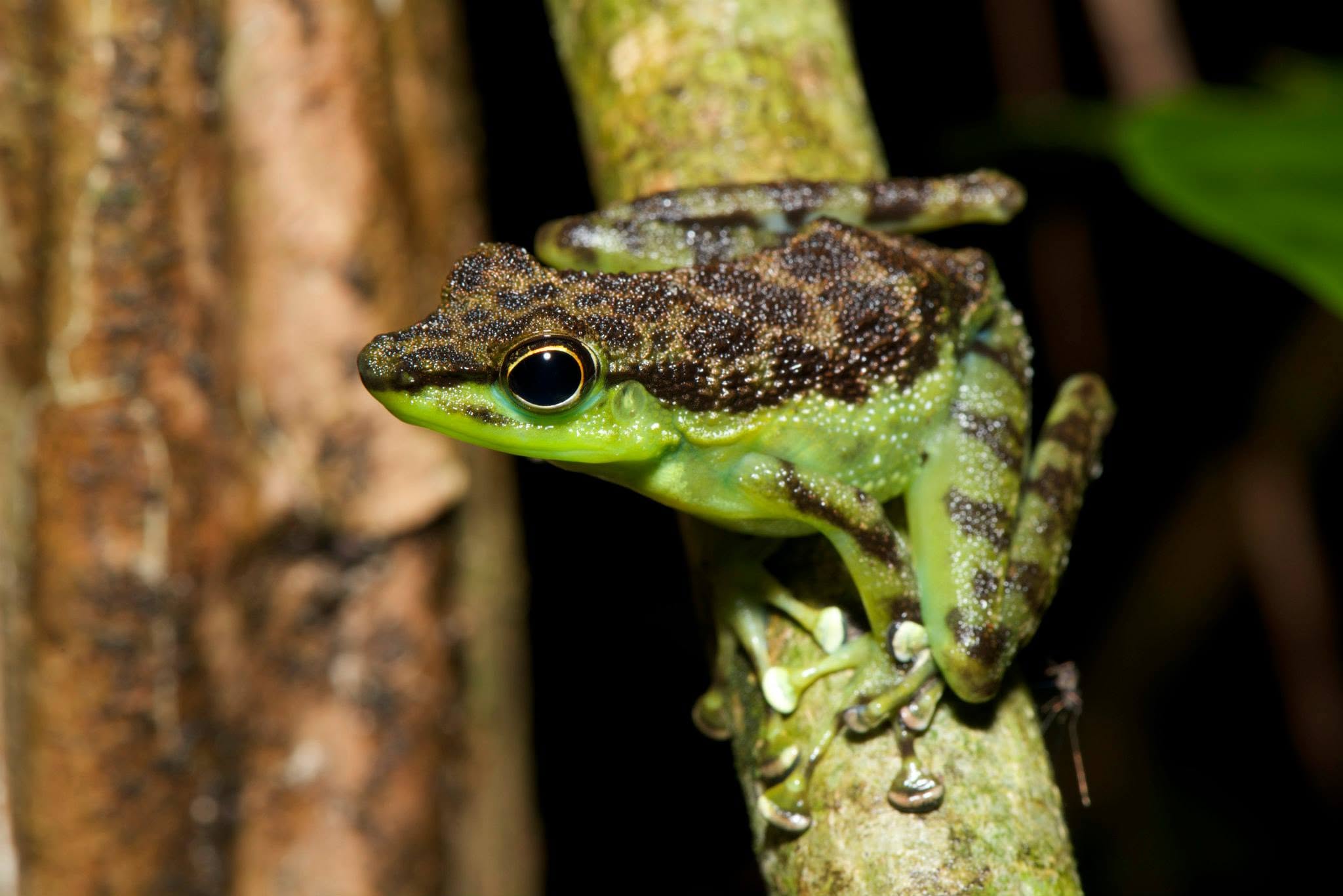 Green Spotted Rock Frog — Borneo wildlife, book, free download, jungle tour, frog, herp tour