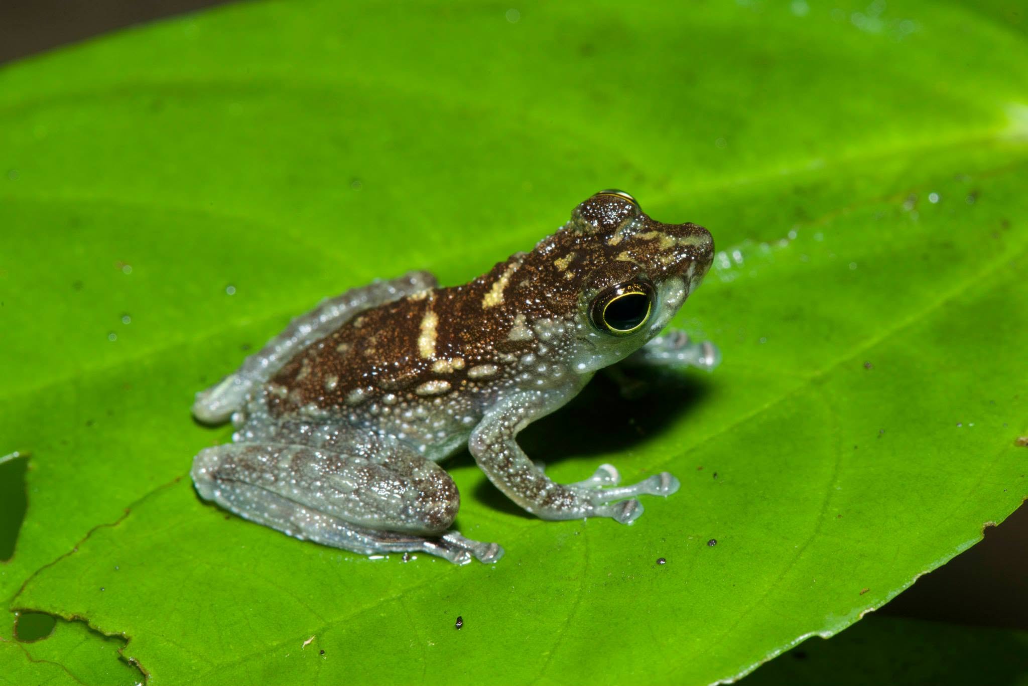Green Spotted Rock Frog — Borneo wildlife, book, free download, jungle tour, frog, herp tour