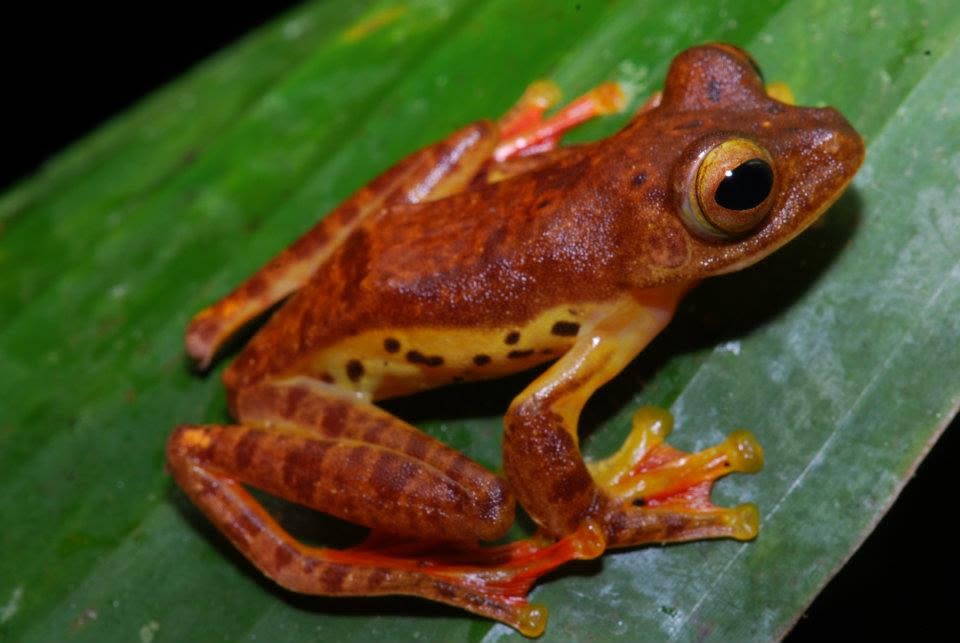 Harlequin Tree Frog — Borneo wildlife, book, free download, jungle tour, frog, herp tour