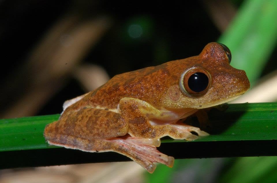 Harlequin Tree Frog — Borneo wildlife, book, free download, jungle tour, frog, herp tour