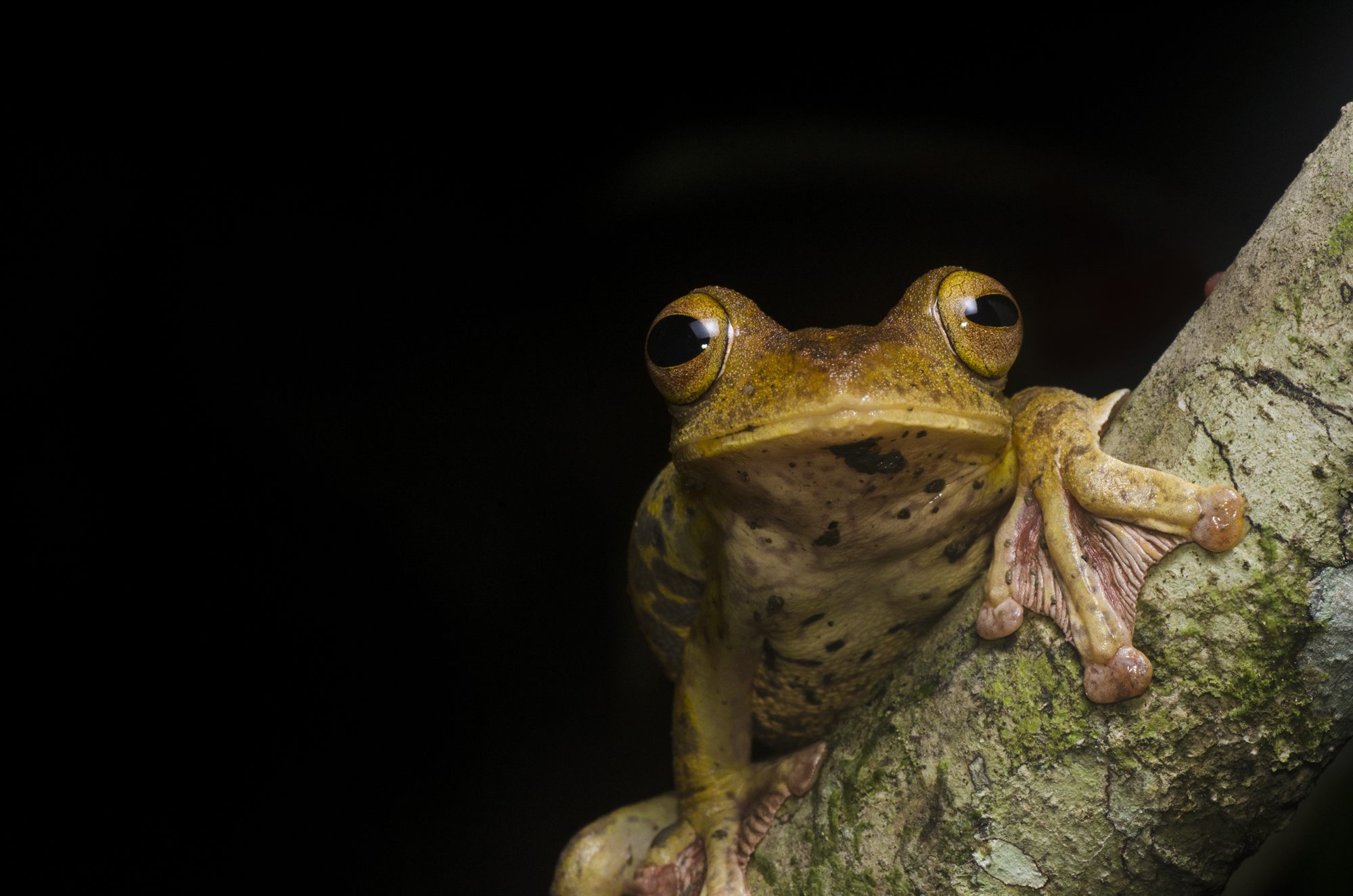 Harlequin Tree Frog — Borneo wildlife, book, free download, jungle tour, frog, herp tour