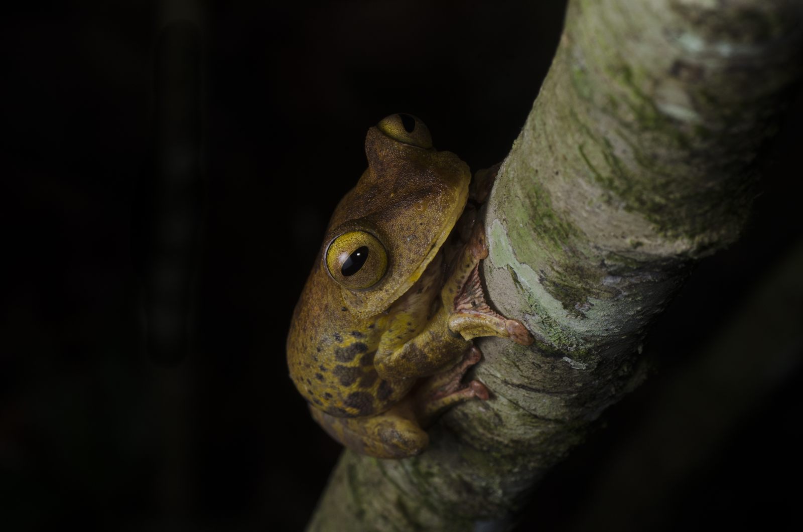 Harlequin Tree Frog — Borneo wildlife, book, free download, jungle tour, frog, herp tour