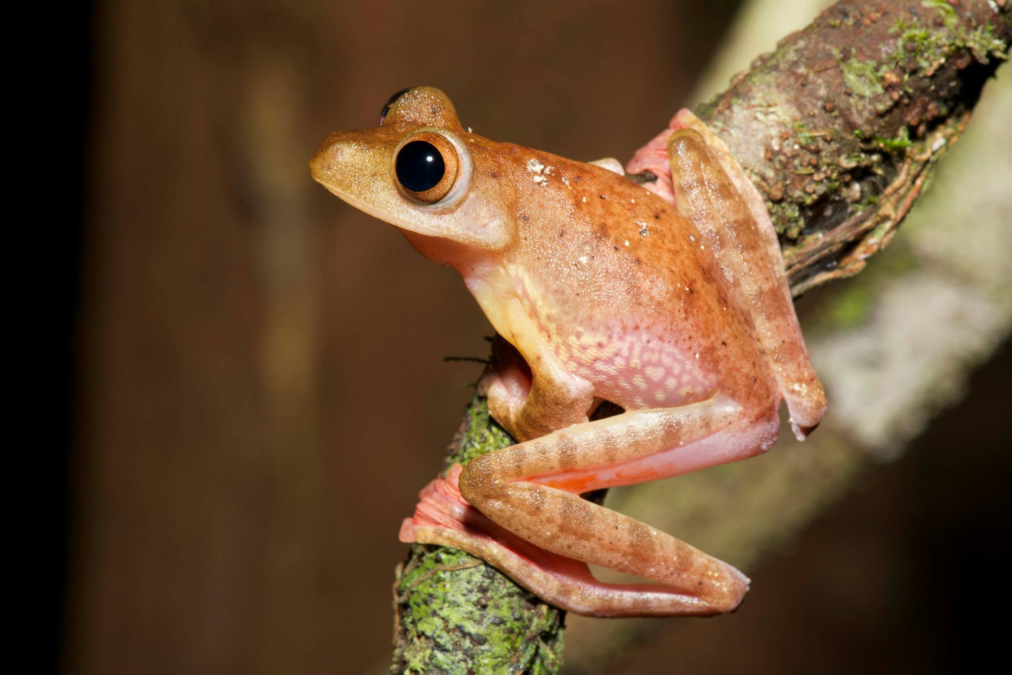 Harlequin Tree Frog — Borneo wildlife, book, free download, jungle tour, frog, herp tour
