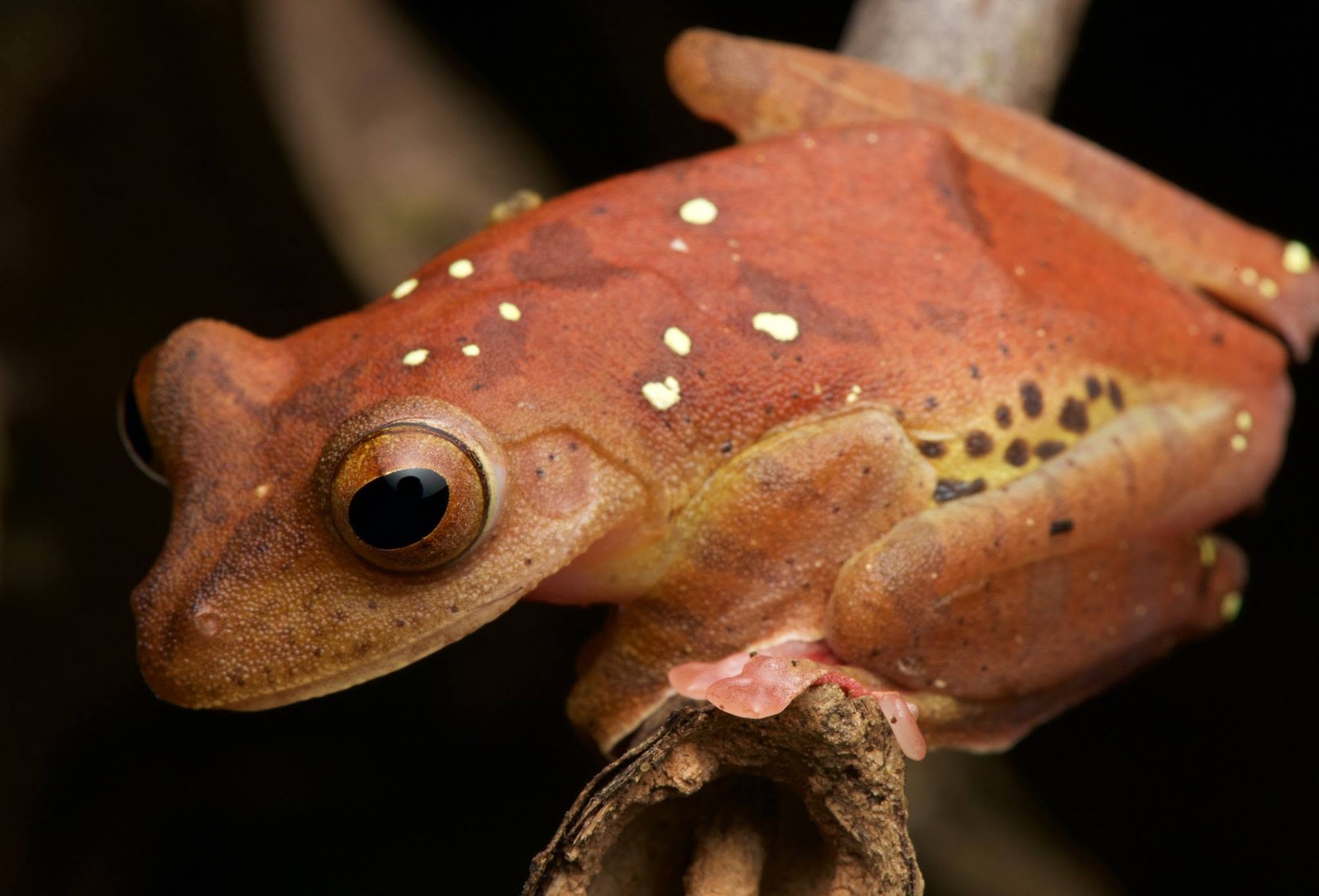 Harlequin Tree Frog — Borneo wildlife, book, free download, jungle tour, frog, herp tour