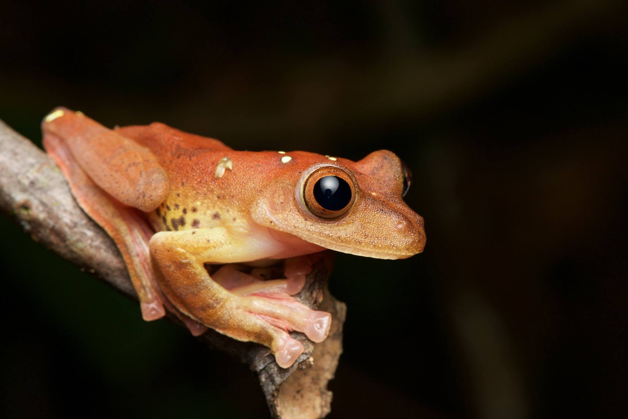 Harlequin Tree Frog — Borneo wildlife, book, free download, jungle tour, frog, herp tour