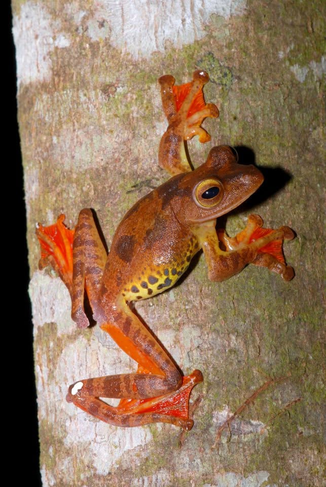 Harlequin Tree Frog — Borneo wildlife, book, free download, jungle tour, frog, herp tour