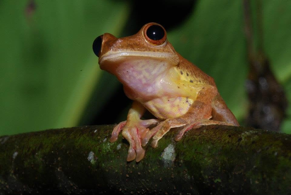 Harlequin Tree Frog — Borneo wildlife, book, free download, jungle tour, frog, herp tour