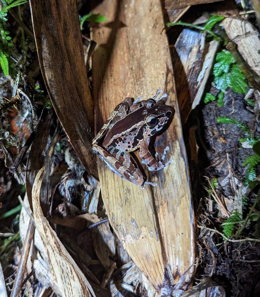 Hole-in-the-head Frog — Borneo wildlife, book, free download, jungle tour, frog, herp tour