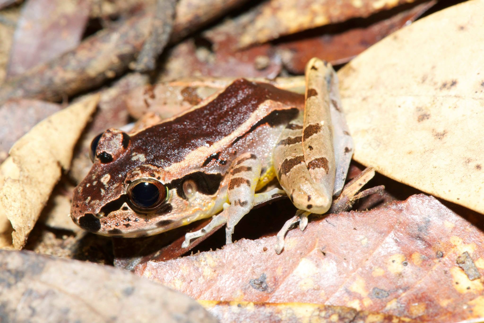 Hole-in-the-head Frog — Borneo wildlife, book, free download, jungle tour, frog, herp tour