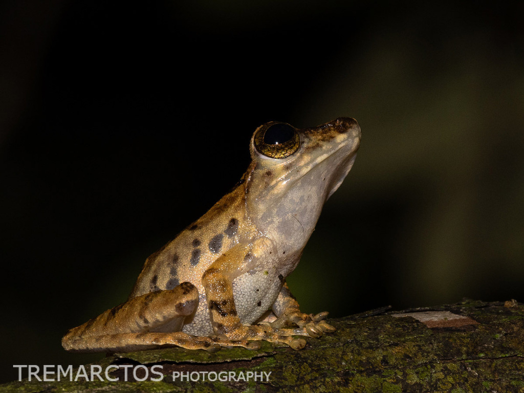 Hose's Bush Frog — Borneo wildlife, book, free download, jungle tour, frog, herp tour