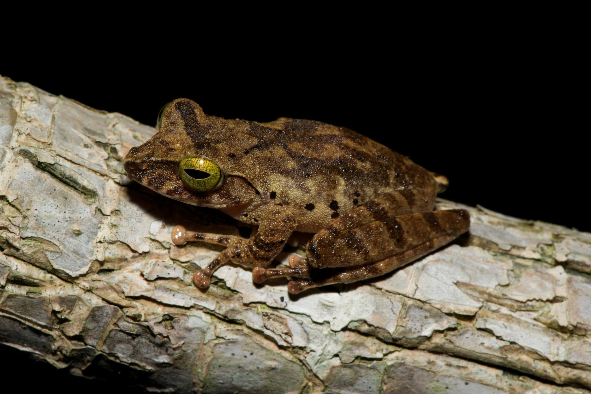 Hose's Bush Frog — Borneo wildlife, book, free download, jungle tour, frog, herp tour