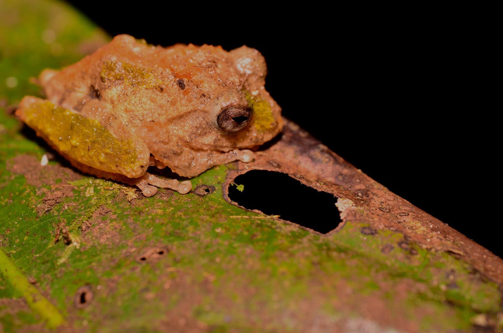 Hose's Bush Frog — Borneo wildlife, book, free download, jungle tour, frog, herp tour