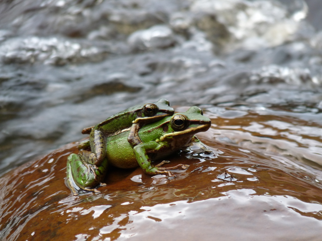 Hose's Frog — Borneo wildlife, book, free download, jungle tour, frog, herp tour