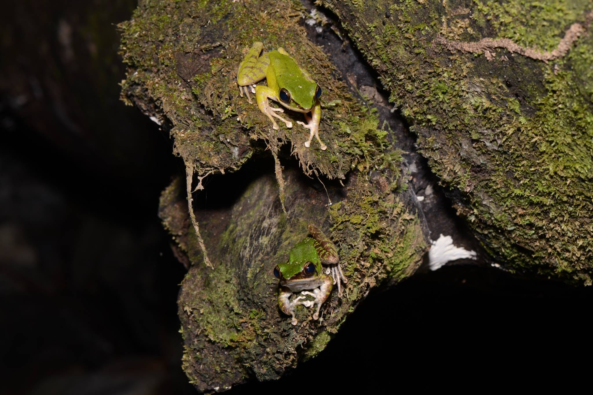 Hose's Frog — Borneo wildlife, book, free download, jungle tour, frog, herp tour