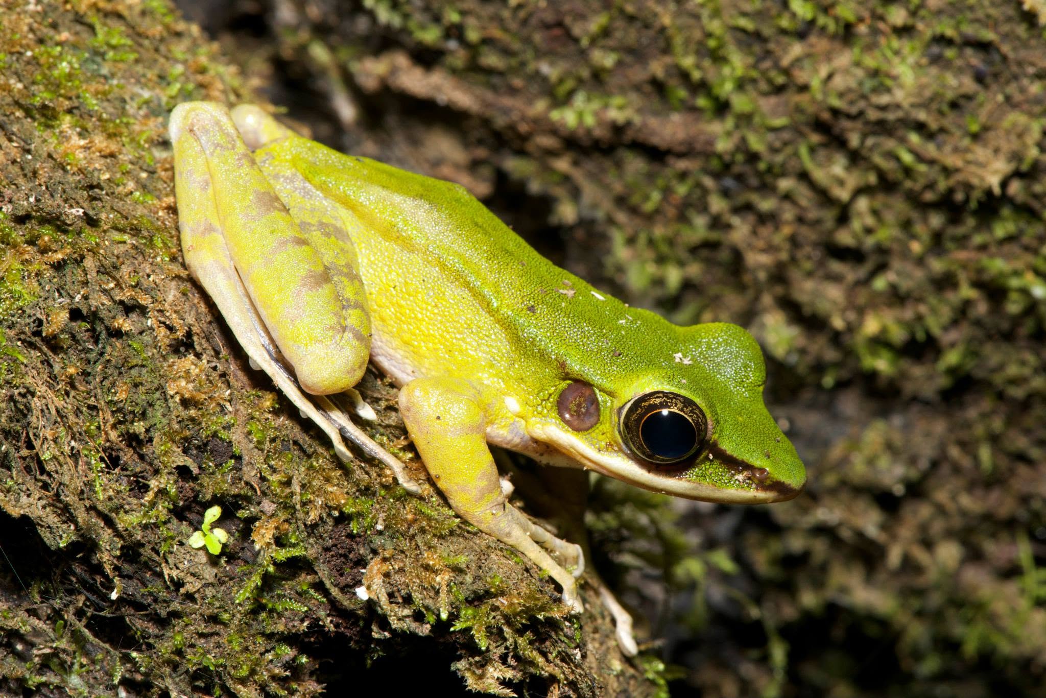 Hose's Frog — Borneo wildlife, book, free download, jungle tour, frog, herp tour