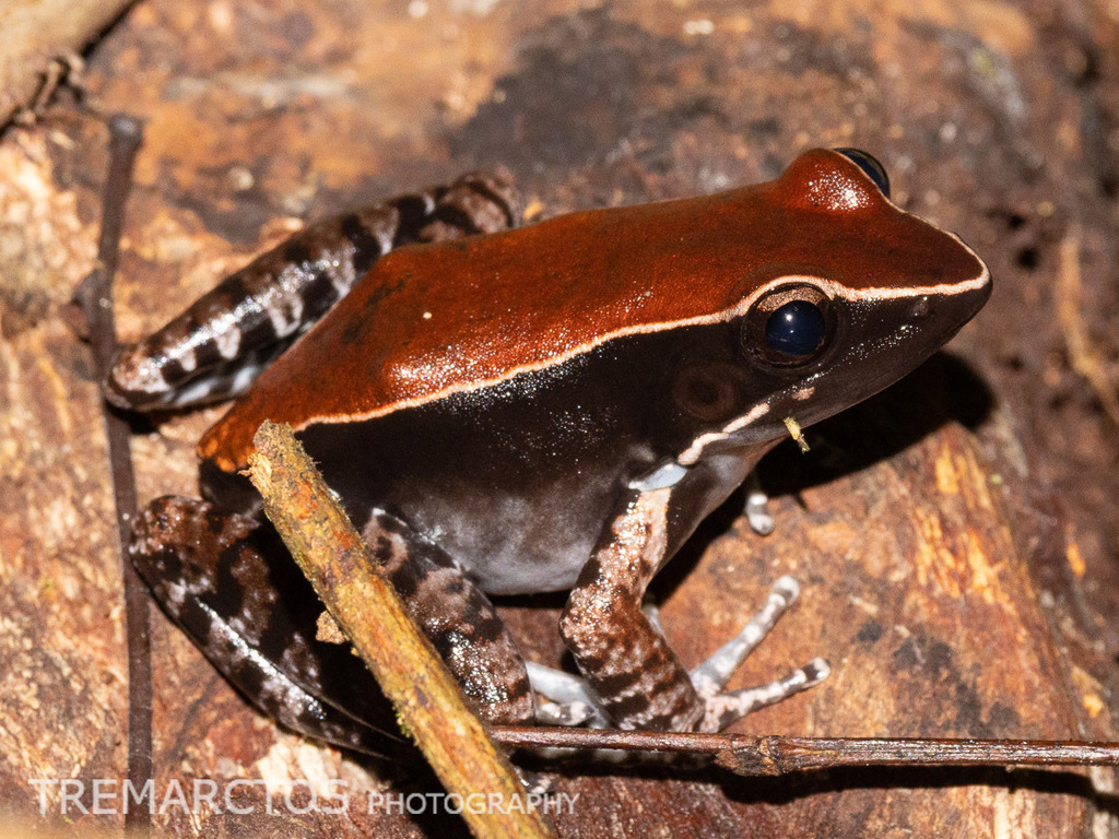 Hylarana decorata — Borneo wildlife, book, free download, jungle tour, frog, herp tour