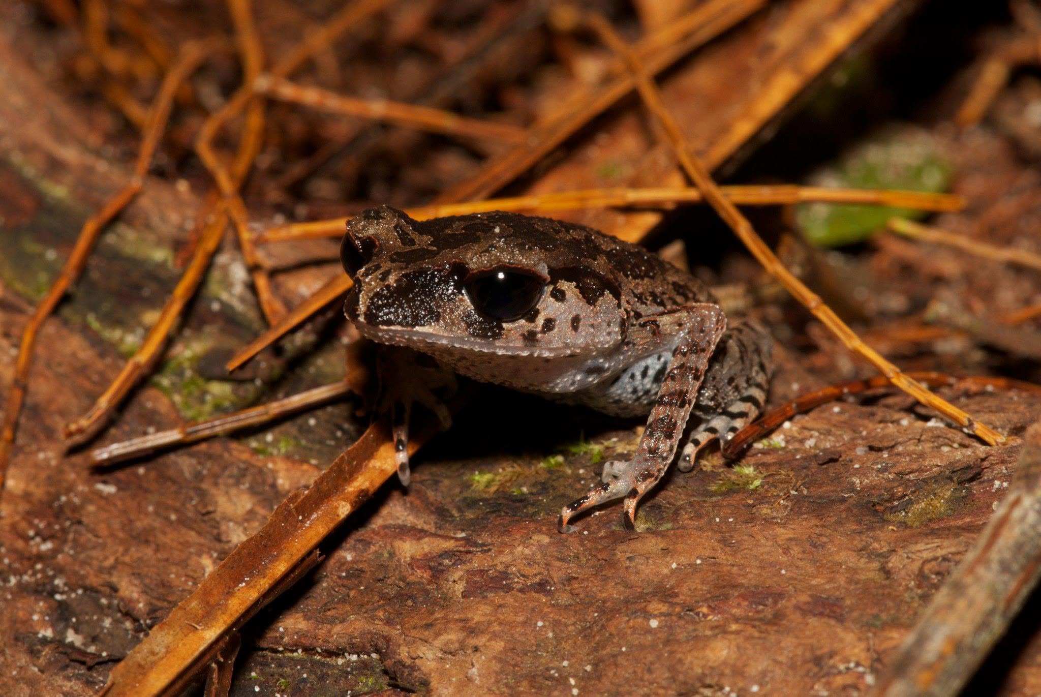 Inger's Black-eyed Litter Frog — Borneo wildlife, book, free download, jungle tour, frog, herp tour