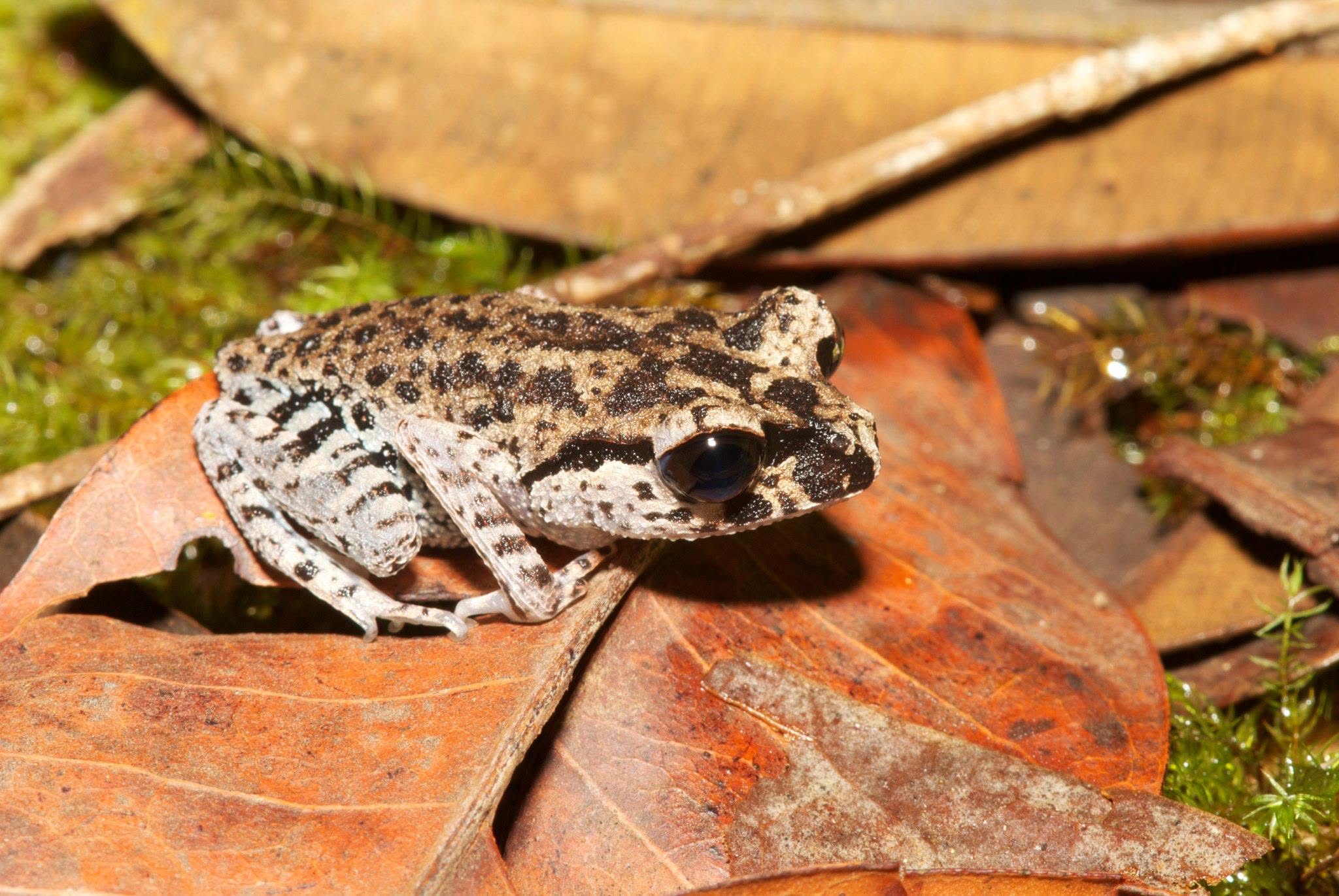 Inger's Black-eyed Litter Frog — Borneo wildlife, book, free download, jungle tour, frog, herp tour