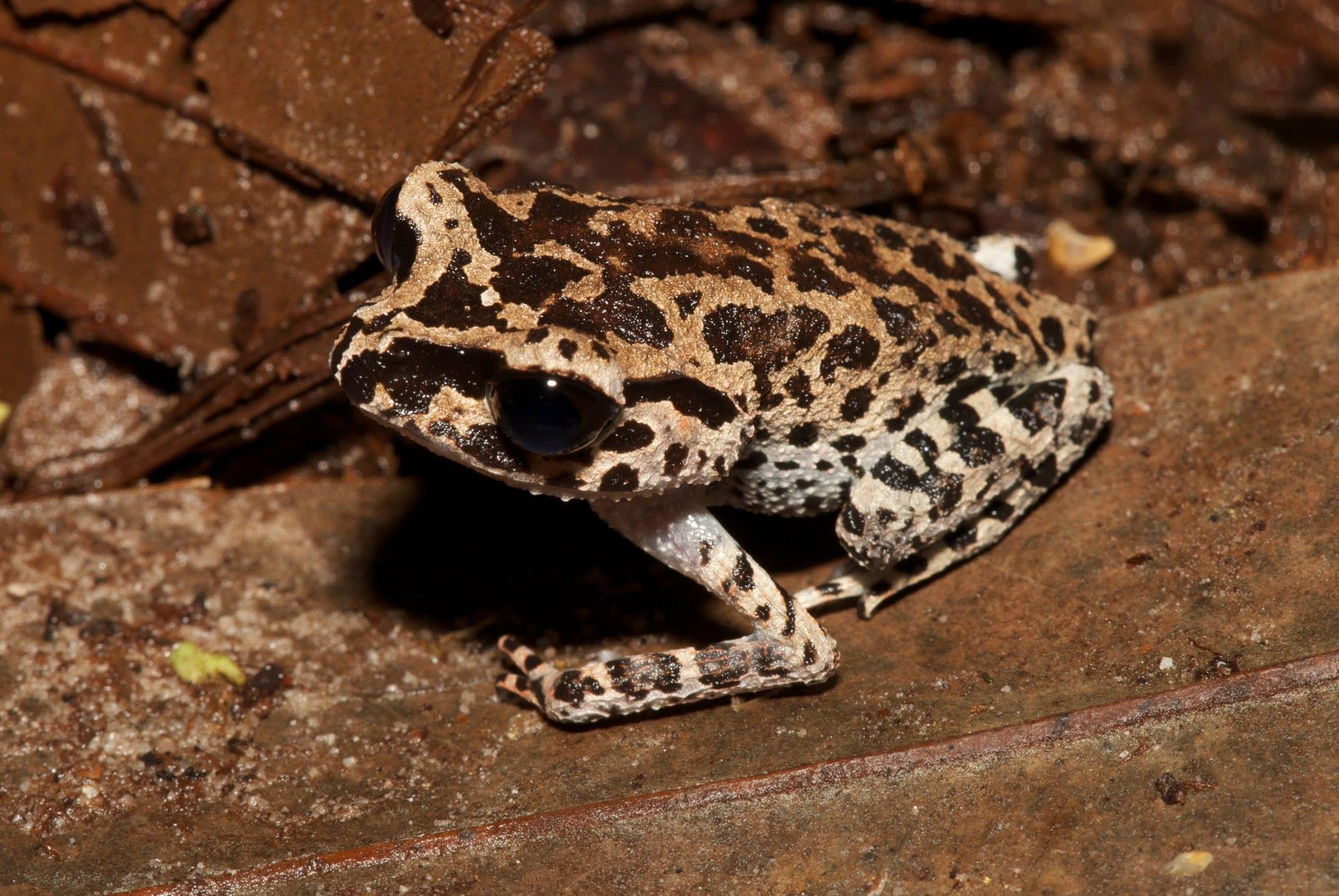 Inger's Black-eyed Litter Frog — Borneo wildlife, book, free download, jungle tour, frog, herp tour