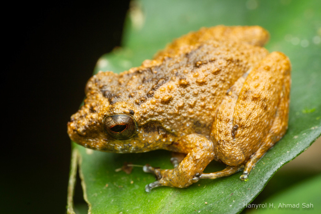 Inger's Dwarf Frog — Borneo wildlife, book, free download, jungle tour, frog, herp tour