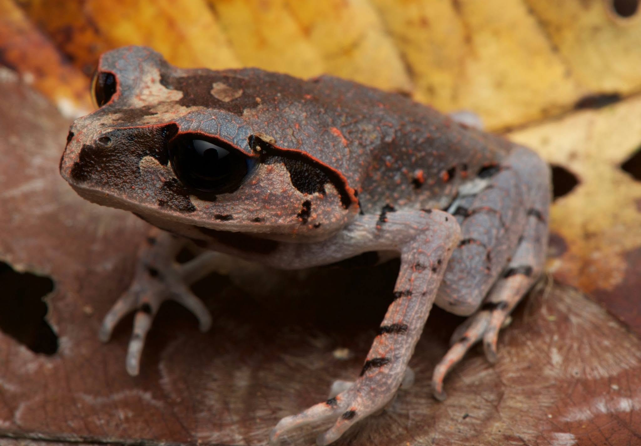Inger's Dwarf Frog — Borneo wildlife, book, free download, jungle tour, frog, herp tour