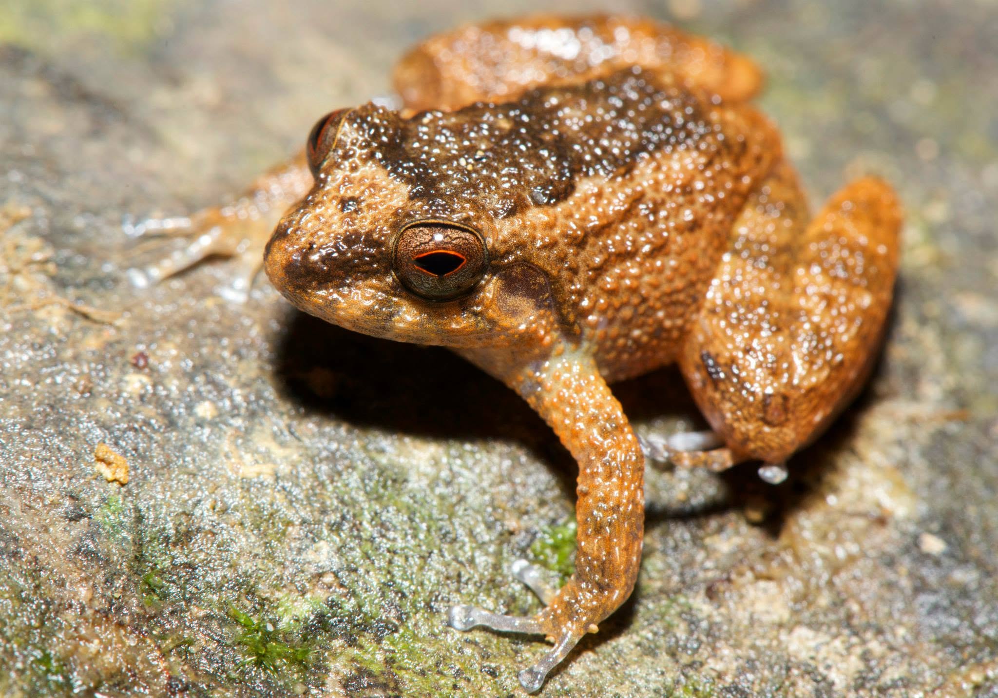 Inger's Dwarf Frog — Borneo wildlife, book, free download, jungle tour, frog, herp tour
