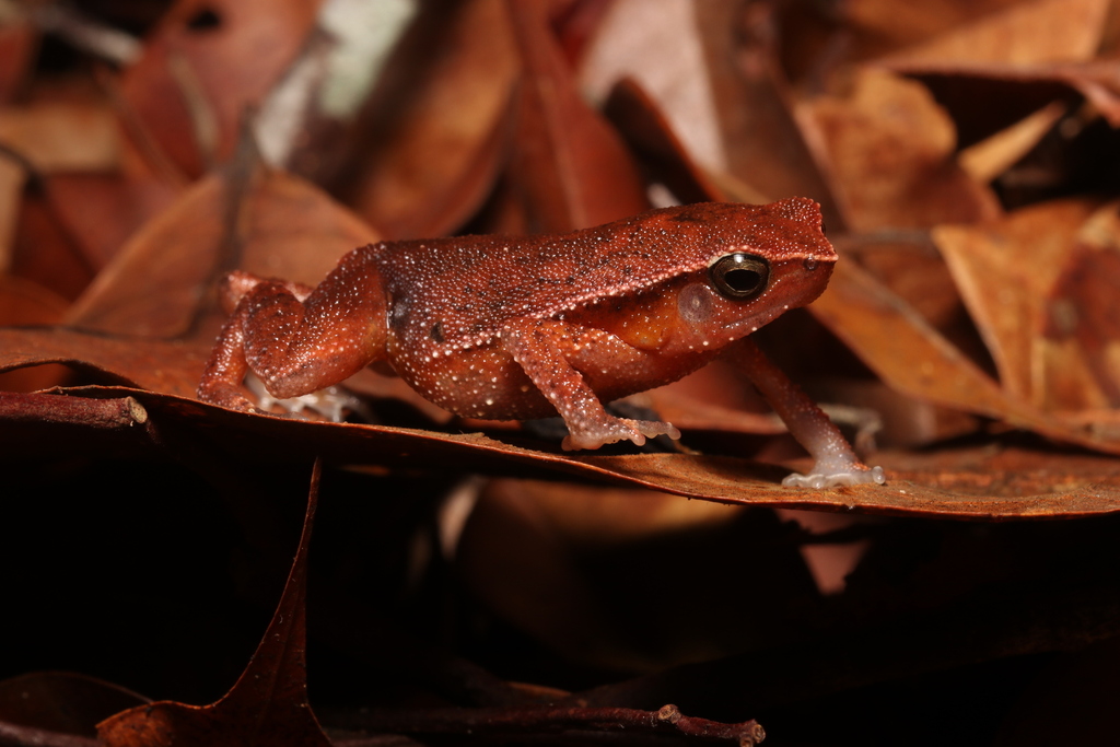 Intermediate Sticky Frog — Borneo wildlife, book, free download, jungle tour, frog, herp tour